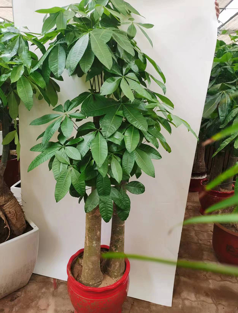 步步高發(fā)財(cái)樹