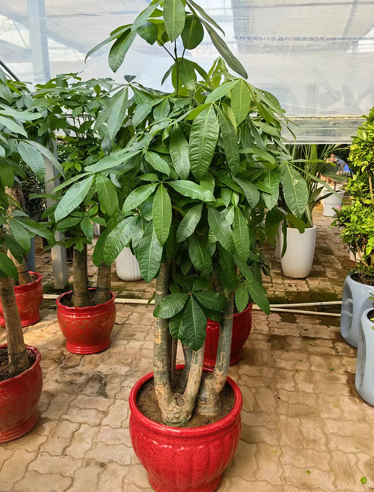 叢林發(fā)財(cái)樹