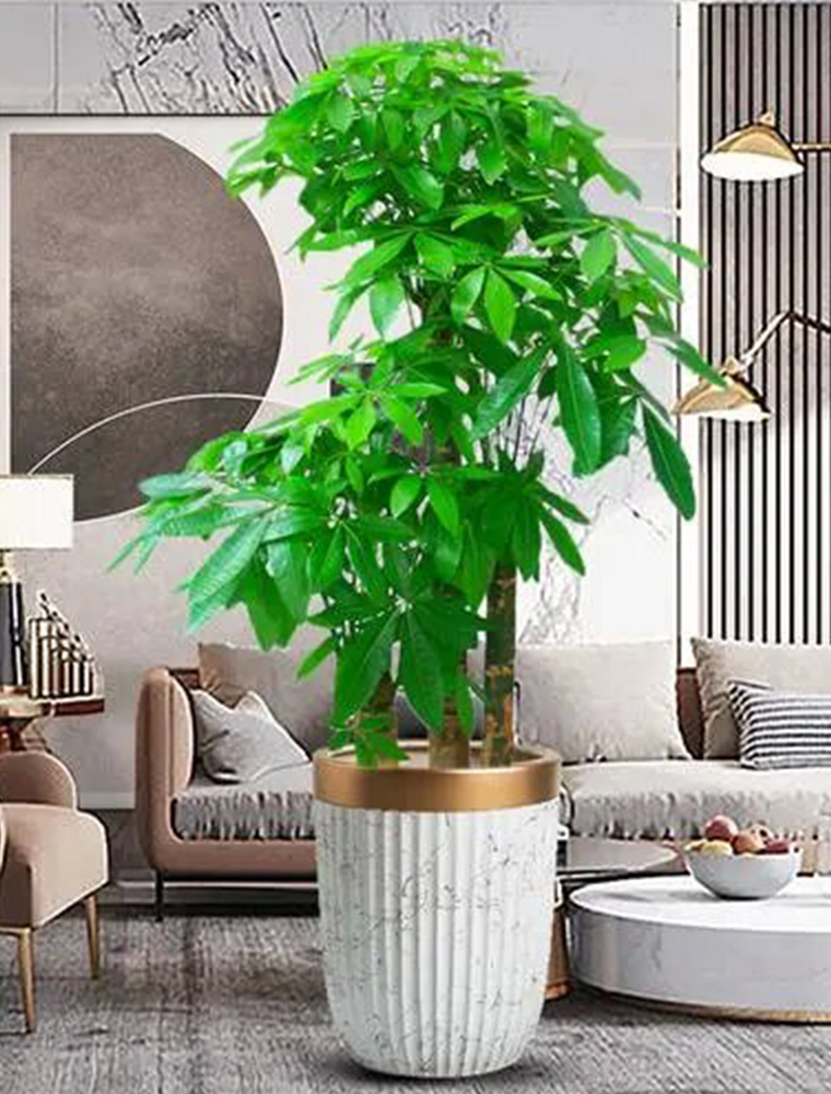 發(fā)財(cái)樹(shù)